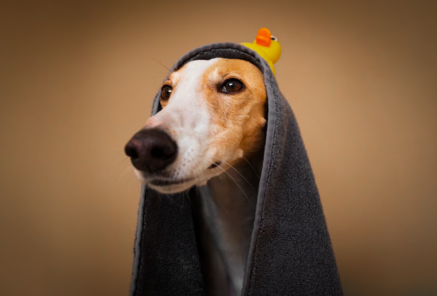 Greyhound-dog