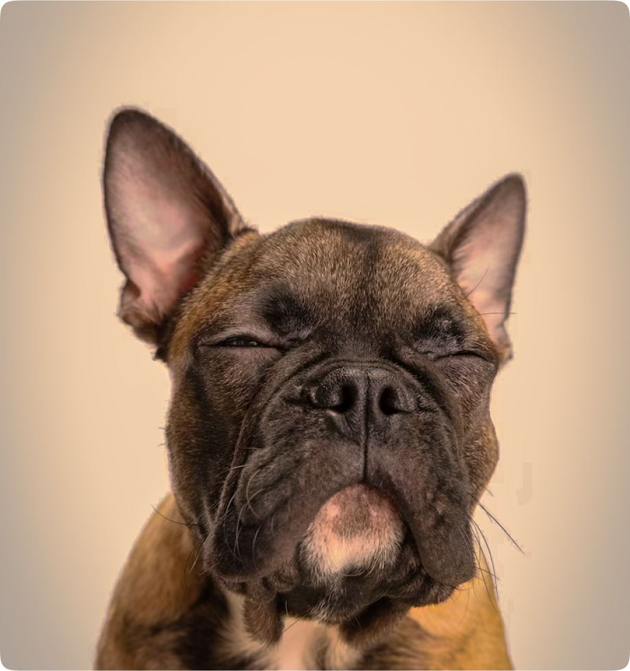 suspicious-frenchdog